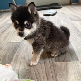 Male 1 - Black and white male Alaskan Klee Kai puppy in Beverly Hills, Florida from Lucky Charm Klee Kai