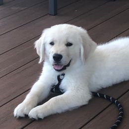 Golden Retriever Puppies from Sandy's Golden Pups