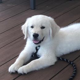 Golden Retriever Puppies from Sandy's Golden Pups