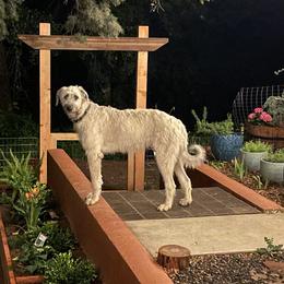 Delilah - Irish Wolfhound