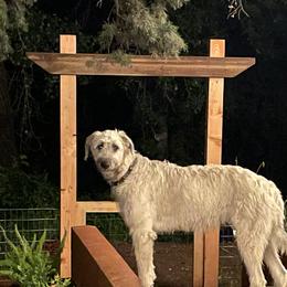 Delilah - Irish Wolfhound
