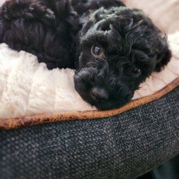 Maltipoo Puppies from Awwws-n-Pawws
