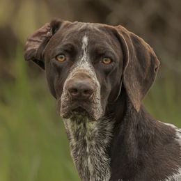 Calypso - German Shorthaired Pointer