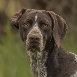 Calypso - German Shorthaired Pointer