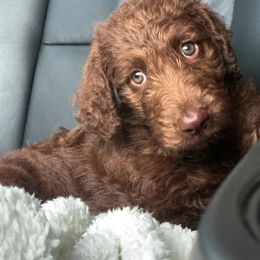 Poodle Puppies from Loving Labs TN