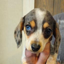 Dachshund Puppies from Wilson's Kennels