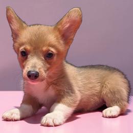 Male 2 (runt) - Blue male Pembroke Welsh Corgi puppy in Unicoi, Tennessee from East Tennessee Clark Corgis