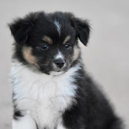 Calvin - Black tri male Toy Australian Shepherd puppy in Wichita Falls, Texas from Shooting Stars Ranch Toy and Mini Aussies