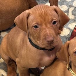 Luke - Golden rust male Vizsla puppy in Plymouth, Minnesota from Carlson Vizslas