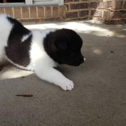 Akita Puppies from Georgia Bred Akita Bears