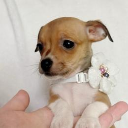 Piper - Fawn female Chihuahua puppy in Alvord, Texas from Gift of Gods Favor