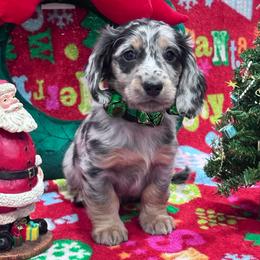 Black collar - Dapple male Dachshund puppy in Chicago, Illinois from RGZ Doxies