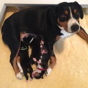 Entlebucher Mountain Dog Puppies from Swiss Stock Entlebuchers