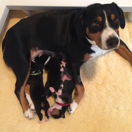 Entlebucher Mountain Dog Puppies from Swiss Stock Entlebuchers