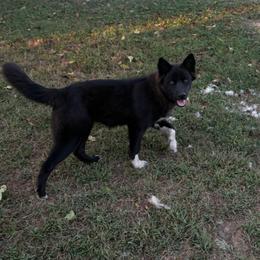 Girl 1 - Black female Siberian Husky puppy in Jonesborough, Tennessee from Dry Creek Siberians