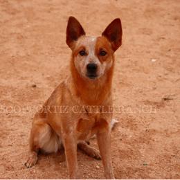 Whiskey - Red speckled female Australian Cattle Dog puppy in Tucson, Arizona from Soqui Ortiz Cattle Ranch