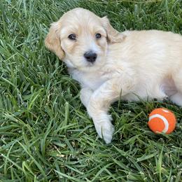 Australian Labradoodle Puppies from Kings Labradoodles