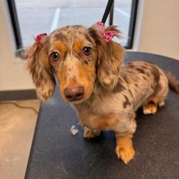 Dachshund All Grown Up from Holiday’s Darling Miniature Dachshunds