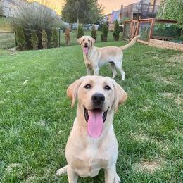 Labrador Retrievers from Cedar Ridge Labradors