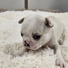 Dark Blue Collar Boy - Seal and white male Boston Terrier puppy in Long Lane, Missouri from Tellier's AKC Boston Terriers Missouri