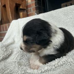 Venus - Black tri-color male Australian Shepherd puppy in Yadkinville, North Carolina from Gold Leaf Farm & Kennels