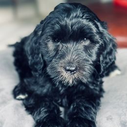Marty - Black female Australian Labradoodle puppy in Stanwood, Washington from Victoria Creek Australian Labradoodles