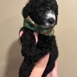 Poodle Puppies from Semmy’s standard Poodle