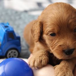 Bernedoodle, Goldendoodle, and Poodle Puppies from Raintree Standard Poodles & Mini Doodles