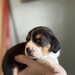 Male 2 - Black red and white male Beagle puppy in Carthage, Missouri from Rocking H Dogs