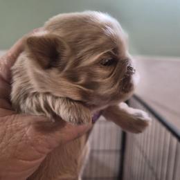 Bubbles - Cream and white female Shih Tzu puppy in Green Valley Lake, California from All American Shih Tzu Puppies