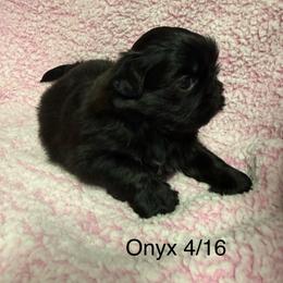 Onyx - Black female Shih Tzu puppy in Jasper, Indiana from Jacob’s Spoiled Shih Tzu