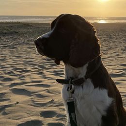 English Springer Spaniels from 404 KENNELS