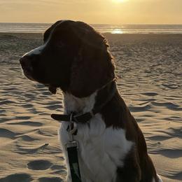English Springer Spaniels from 404 KENNELS