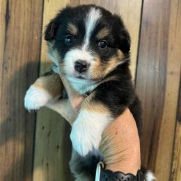 Tri female - Black and white female Companion Cross puppy in Greenwood, South Carolina from JOY Farms