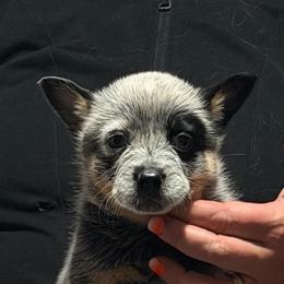 Sweeps - Blue speckled female Australian Cattle Dog puppy in Sanger, Texas from Straight Arrow Australian Cattle Dogs