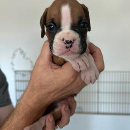 Boxer Puppies from OTR Boxers