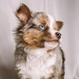 Miniature Australian Shepherds from AUSSOME AUSSIES