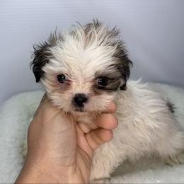 Anne - Silver gold and white female Shih Tzu puppy in Bourne, Massachusetts from Shih Tzu Pups