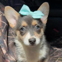 Martha of Transylvania - Gray and white female American Corgi puppy in Grants Pass, Oregon from KnR Antler Dogs ~ Labrador Retrievers & Corgis