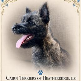 Taz - Wheaten brindle male Cairn Terrier puppy in Pottersville, Missouri from Cairn Terriers of Heatherridge,LLC
