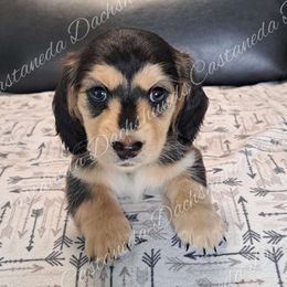 AKC Boy 1 Valentino - Black and tan Dachshund puppy in Lees Summit, Missouri from Castaneda Dachshunds