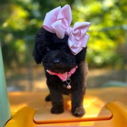 Harley- TINY - female Cavapoochon puppy in Bullard, Texas from Cavapoochon Central LLC