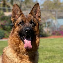 atze II - German Shepherd