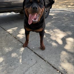Rottweiler All Grown Up from Cali rottweilers
