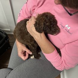 Bernedoodle Puppies from Krissy's Bernedoodles