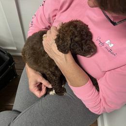 Bernedoodle Puppies from Krissy's Bernedoodles