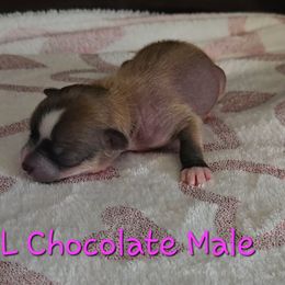 Chocolate Male - Chocolate male Chinese Crested puppy in Amarillo, Texas from Lone Star Chinese Cresteds by Kim
