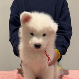 Red Boy - White and biscuit male Samoyed puppy in Lone Tree, Colorado from Saratoga Samoyeds