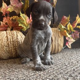 Riley - Liver roan male German Shorthaired Pointer puppy in Ulen, Minnesota from North Wind Gundogs