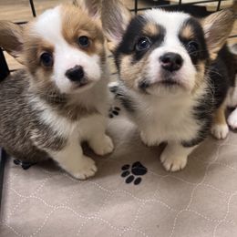 Pembroke Welsh Corgi Puppies from Chases Dream Kennel